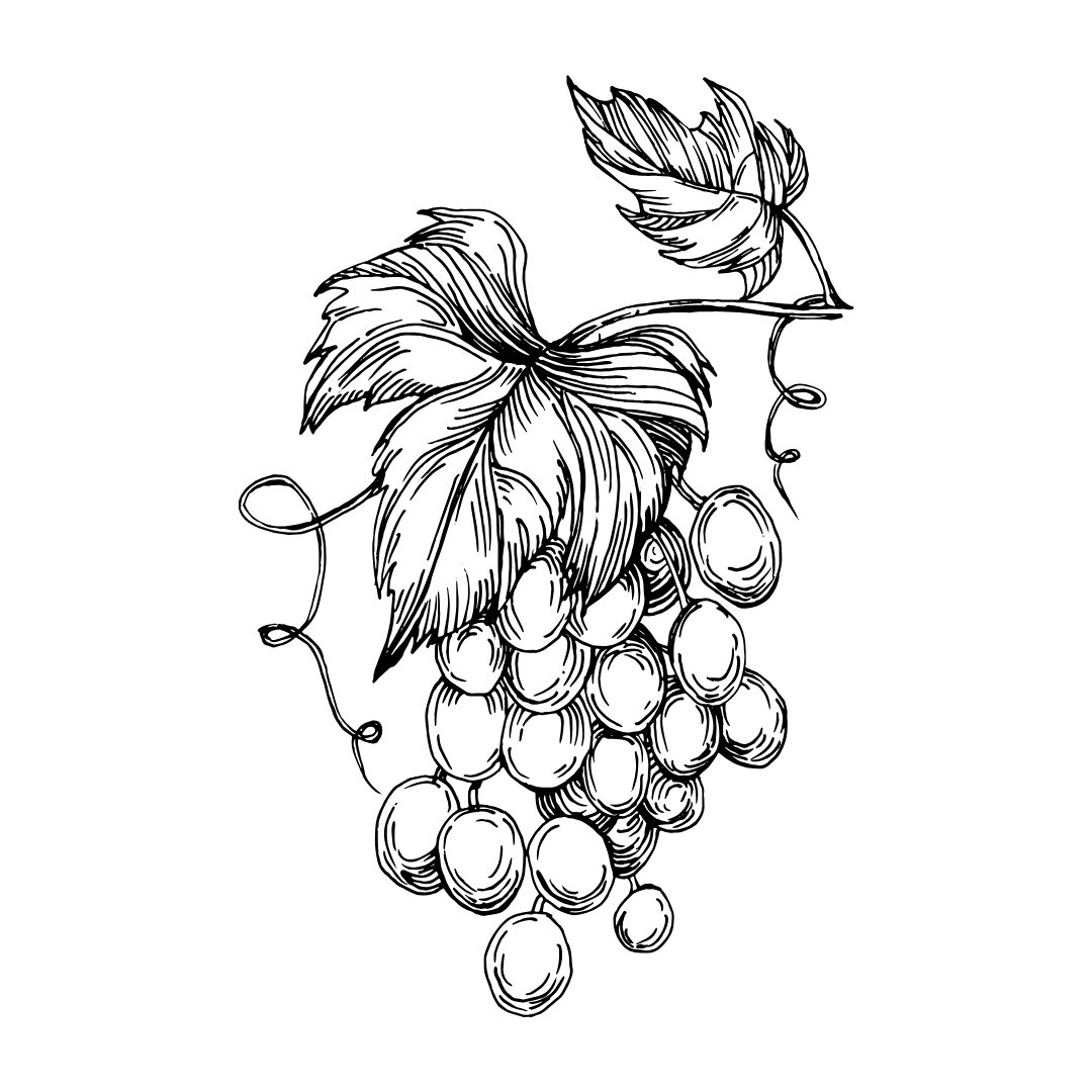 Dessin de vignes décoratives